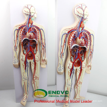 HEART12(12488) Humans Blood Circulatory System Education Model with 2-parts Heart Anatomy